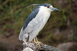 Black-crowned-night-heron by Kyle Nessen